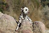 DALMATIEN 167